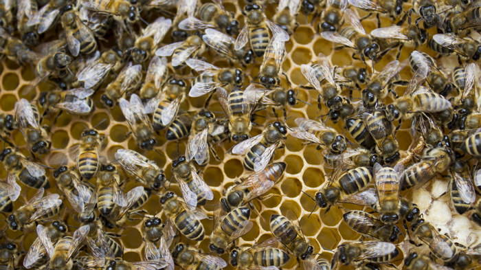 Лечение пчелиным подмором при артрозе -