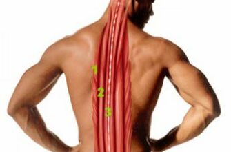 Виды и функции мышц спины