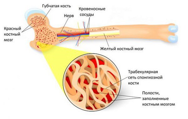 Очаг остеосклероза в подвздошной кости